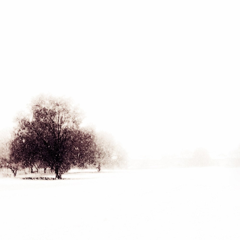 Surreal Snowy Tree on White Landscape Fine Art 5x5 Metallic Dream Like Photo Print