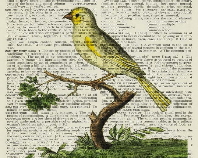 yellow canary - vintage artwork printed on page from old dictionary