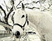 White Horse Beauty Black and White Sepia Photography Art Print Horse 11x14