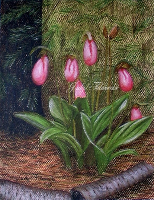 Lady Slipper Wildflower Print 11 x 14 Limited Edition