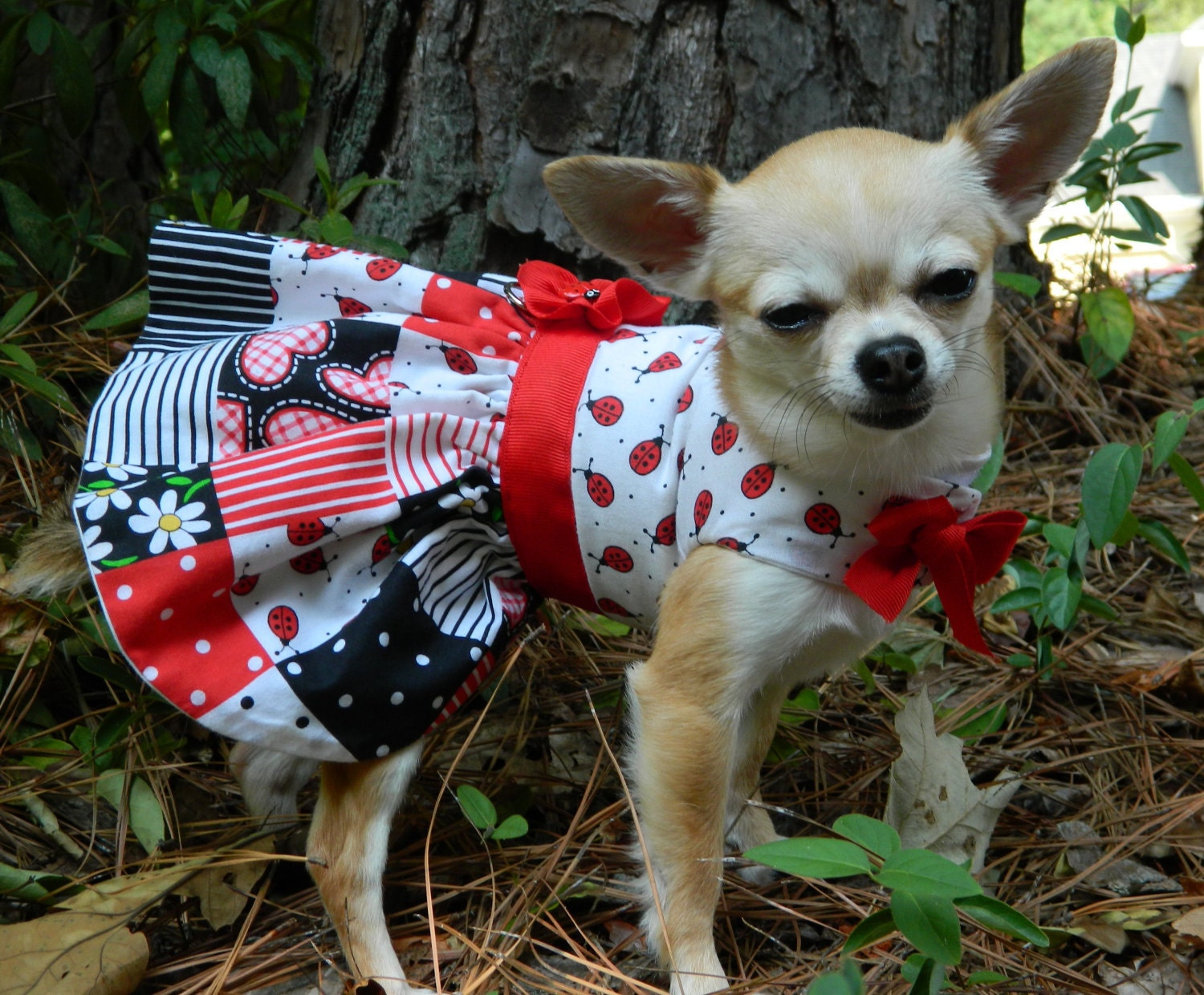 Little Lady Bug - Fancy Dog Dress
