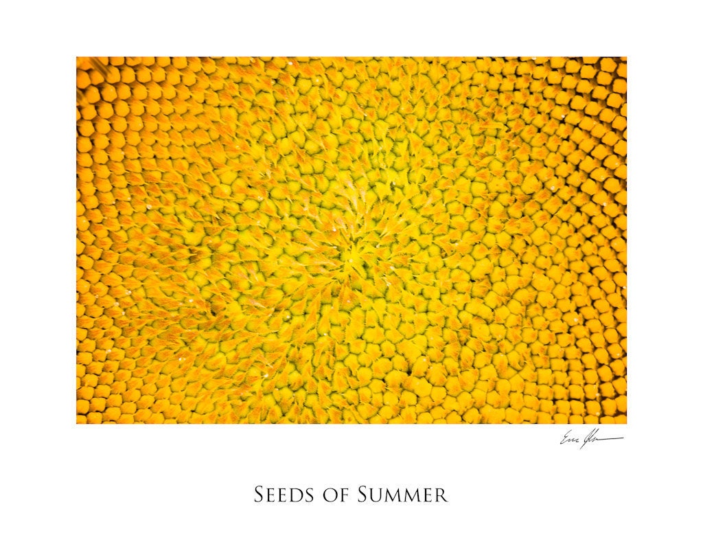 Seeds of Summer, 11"x14" Print