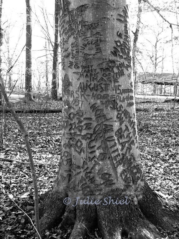 Schizophrenia- Woe - 5x7 Limited Edition 5 of 25 Art Photography, Tree Carvings eclectic, insanity, black and white Home Wall Decor