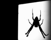 Spider Photograph Halloween Black And White Silhouette Abstract 10x8 Print BOGO Arachnid...