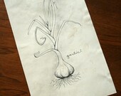 original garlic botanical line drawing- 5x7