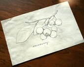 original blueberry botanical line drawing- 5x7