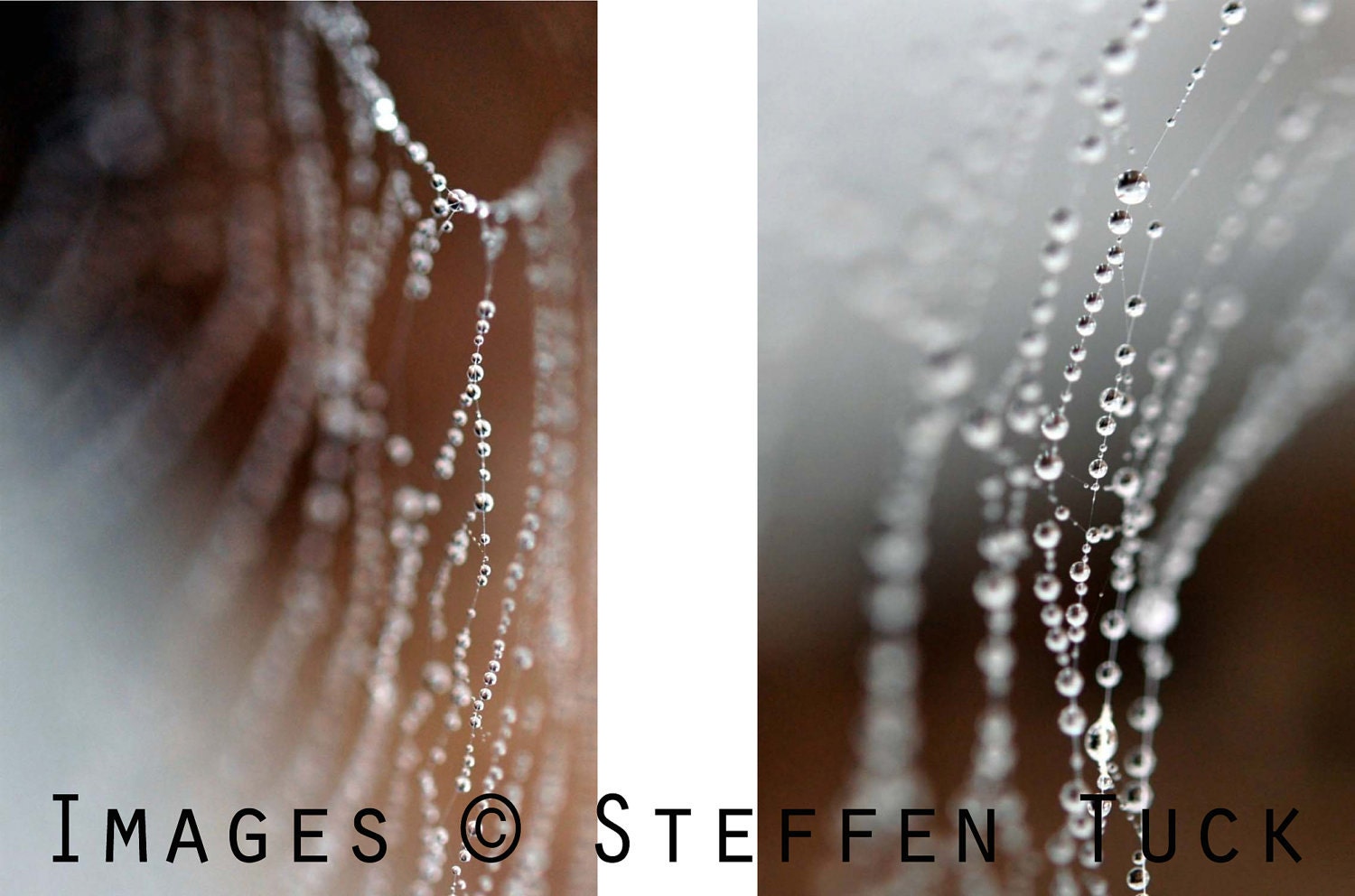 Postcard Set x2 Morning Dew