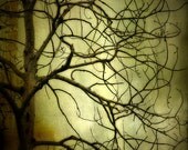 Spooky Tree photograph, haunted, home decor, Gallery Wrap Fine Art Photograph green scary goth haunted woodland forest - Mothers Day