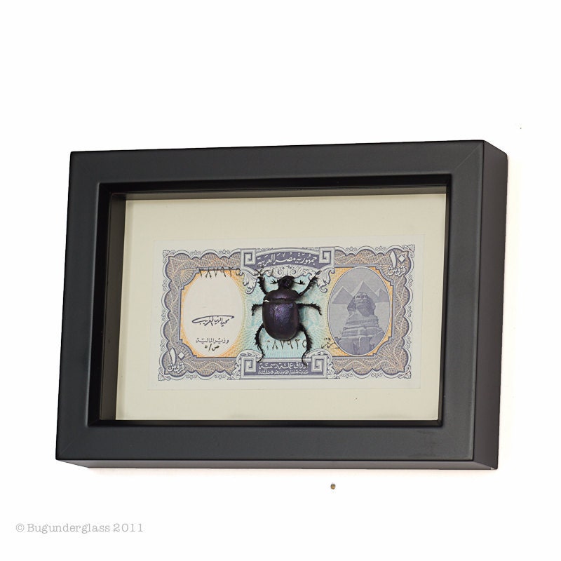 Framed Scarab Beetle with Egyptian Money Insect Display