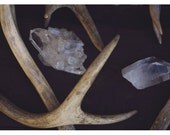 Antlers - Crystal - Quartz - Gem - Deer - Fine Art Photograph - Nature Photography - Autumn - Daydreams and Fairytales