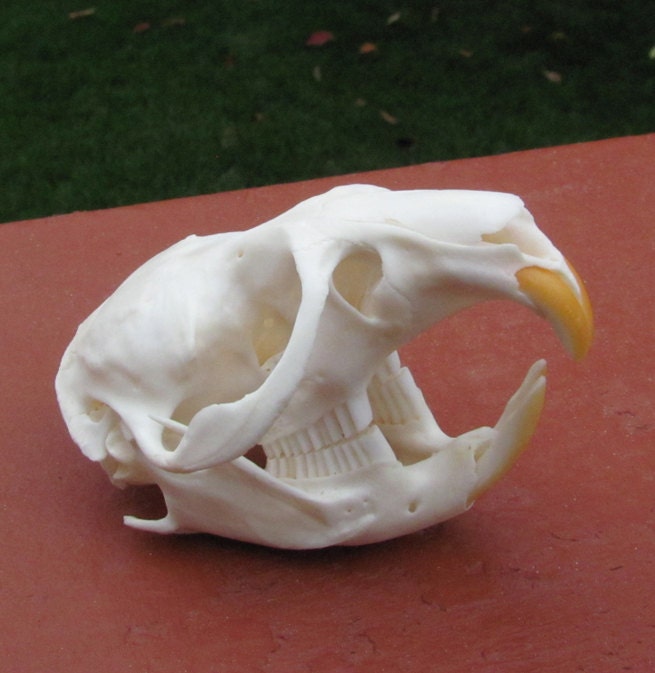 Perfect Beautiful Real Muskrat Skull
