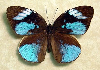 Real Rare Amazing Blue Framed African Butterfly 254