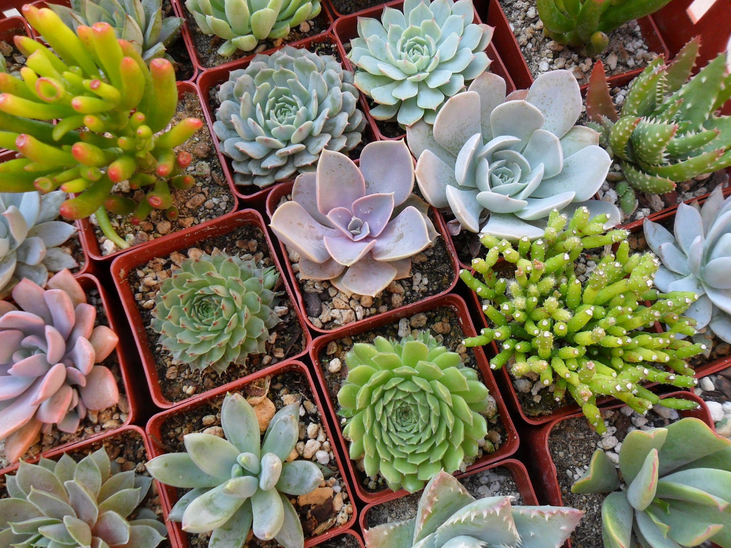 A Collection Of 100 Beautiful Succulents Grown In Our Greenhouse, 3 Inch Pots, Perfect For Terrariums, Bouquets, Centerpieeces, Favors