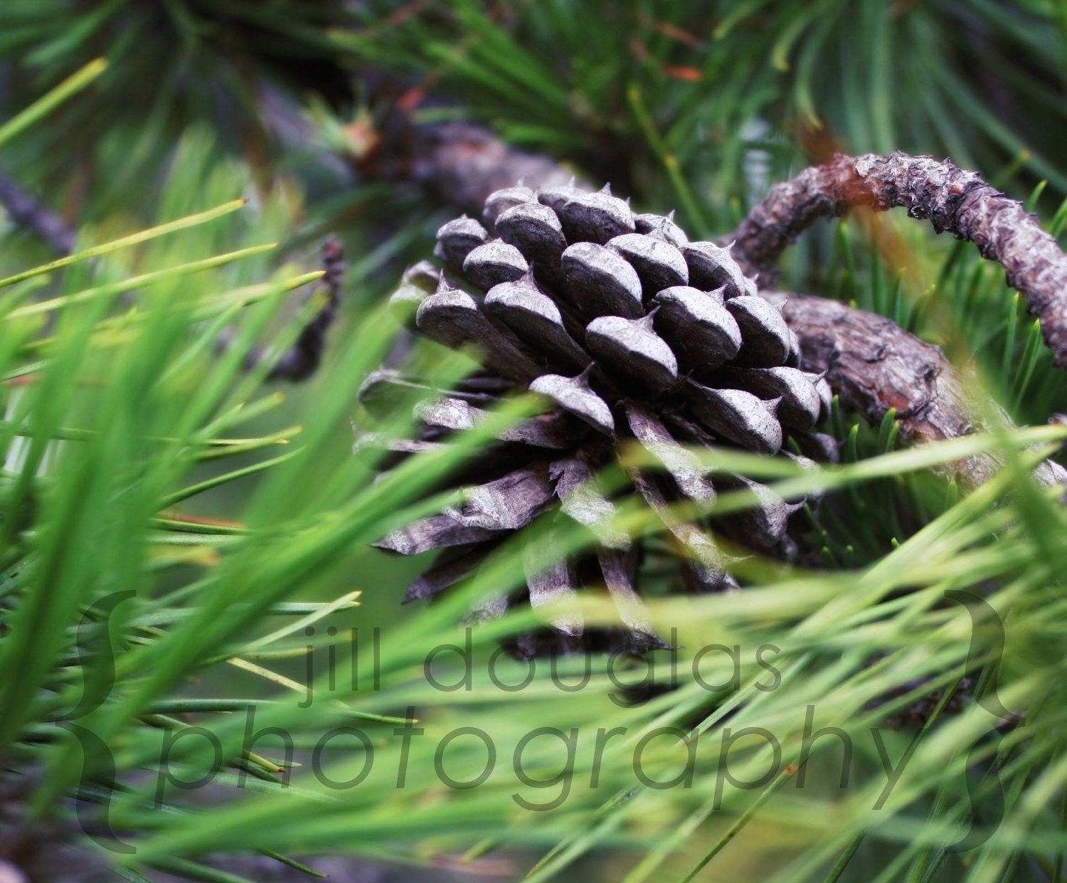 Pinecone Photography Print 8x10", Matted
