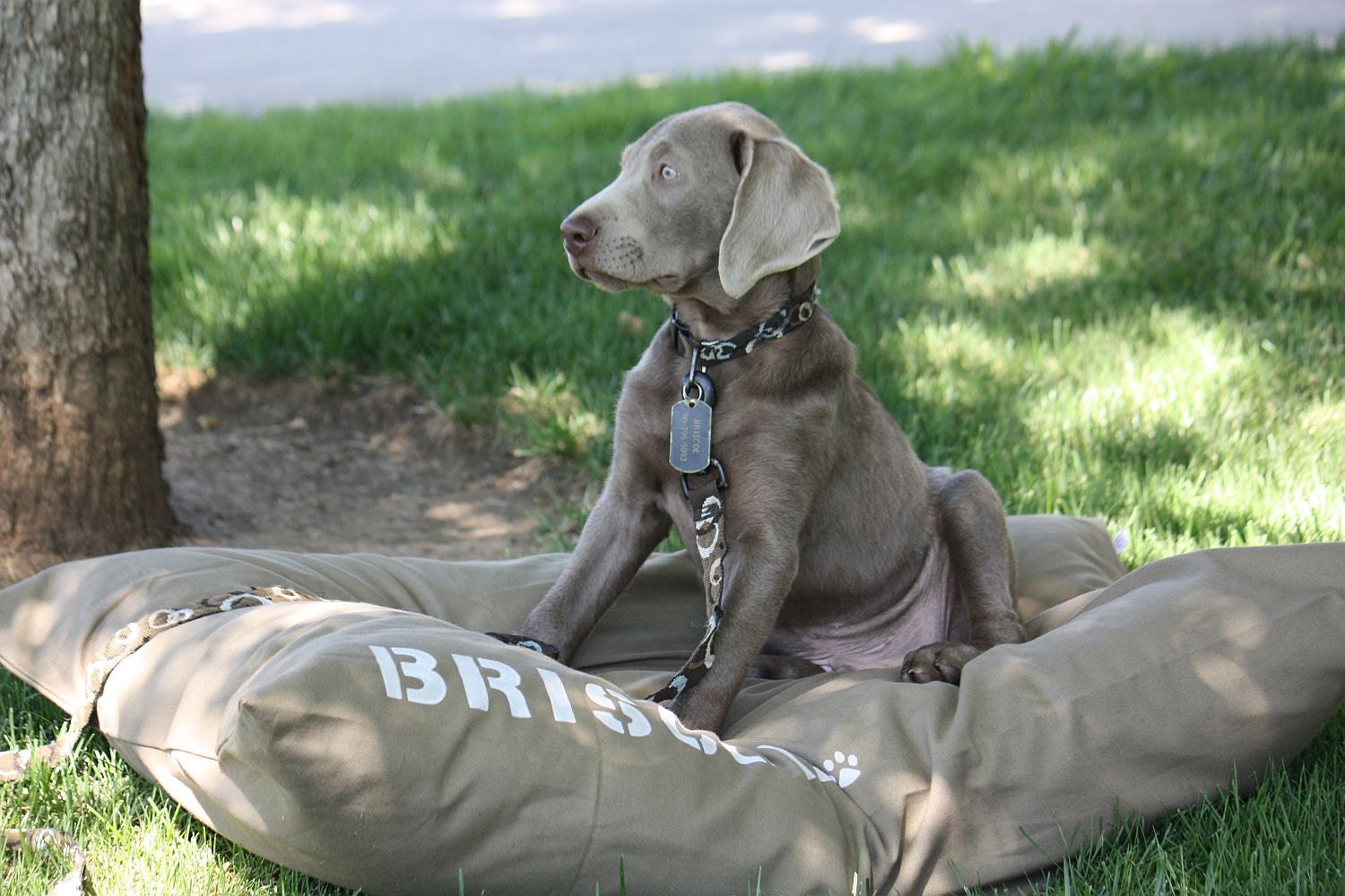 XL 38x50 Dog Bed Duvet Cover : Choose from MANY canvas colors - Use four standard sleeping pillows as stuffing