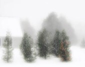 Photography, Winter snow storm, blizzard green Christmas trees cold stark home decor winter wonderland  8x10 Oht