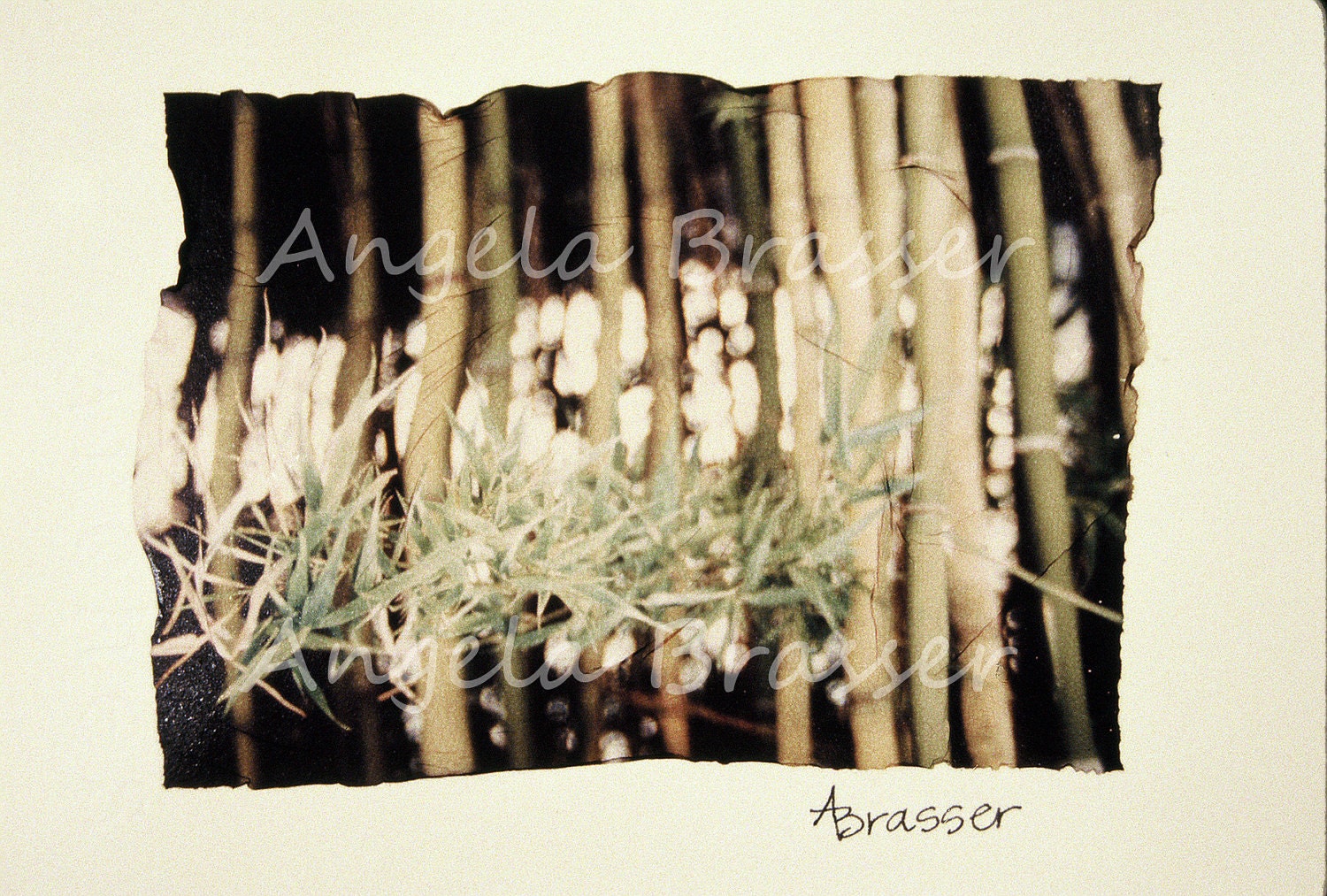 Bamboo Emulsion Transfer