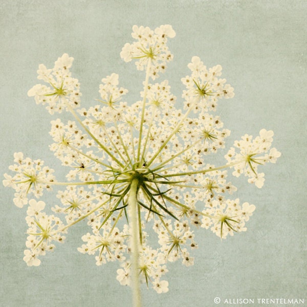 Shabby Chic Art - Floral Art Print in Aqua, Green, & Ivory - Nature Photography - Fine Art Photo - Flower Wall Decor "Queen Anne's Lace"