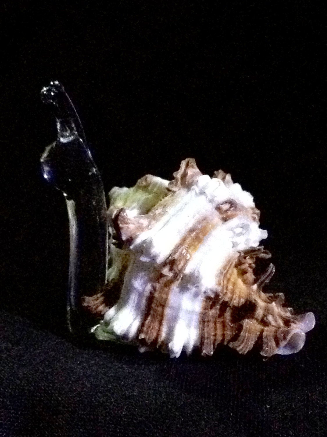 Small Brown and White Spiked Shell Snail