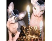 SPHYNX HANNUKAH - Holiday Card with Sphynx Cats