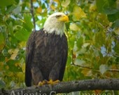 Nature photography Bird photography Bald Eagle 8X10