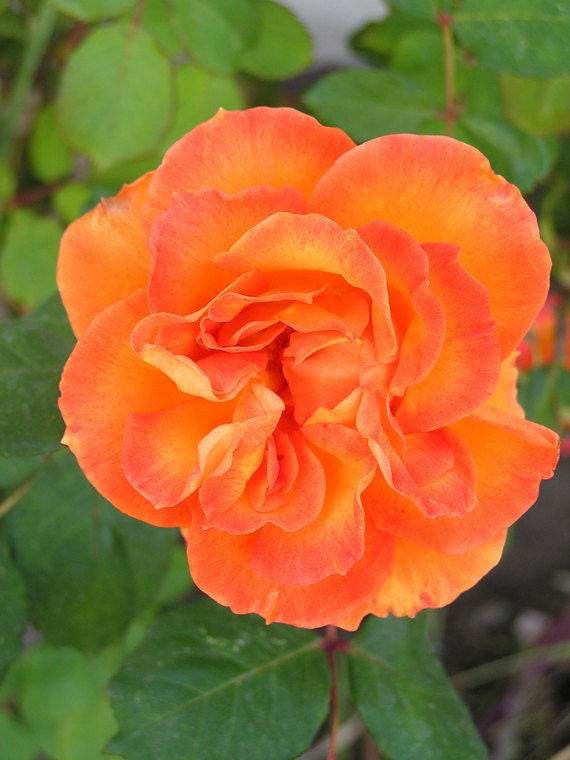 Fiery Rose 8x10 Fine Art Print