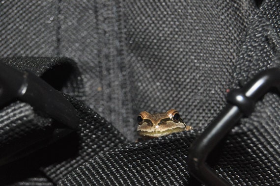 Shy Treefrog Peeking Out 8x10 Fine Art Print