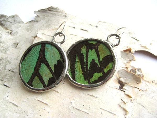 Real Butterfly Wing Earrings - earthy green birdwing, graphic pattern