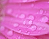 Bright Neon Fushia Pink Fine Art Flower Photo- April Showers Spring Rain Flower Photography  Pink Flower Petals 8x10 Home Decor - Maddenphotography
