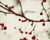 Nature Photography - Dark Berries 5x5 Photograph - dreamy red winter white holiday print - ellemoss