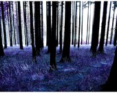 Blue Forest Altered Fine Art Painted Photograph