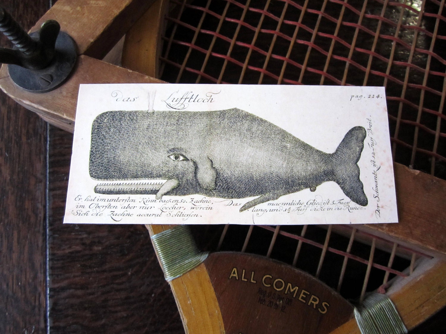 Vintage whale print flat magnet, whale magnet