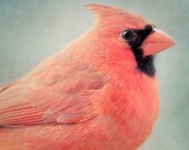 Bird Art - Red Cardinal Bird Print - Animal Art Print - Red & Aqua Bird Wall Art - Nursery Decor - Nursery Wall Art - "Red Cardinal  No. 3"