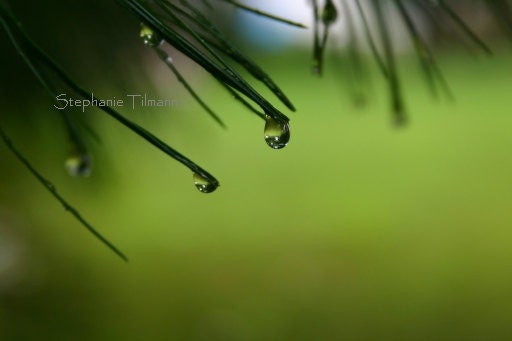 Spring Green,  Green Apple, Forest Green, Rain Drop - 4x6 Print - Other Sizes Available and Colors - Original Fine Art Photography