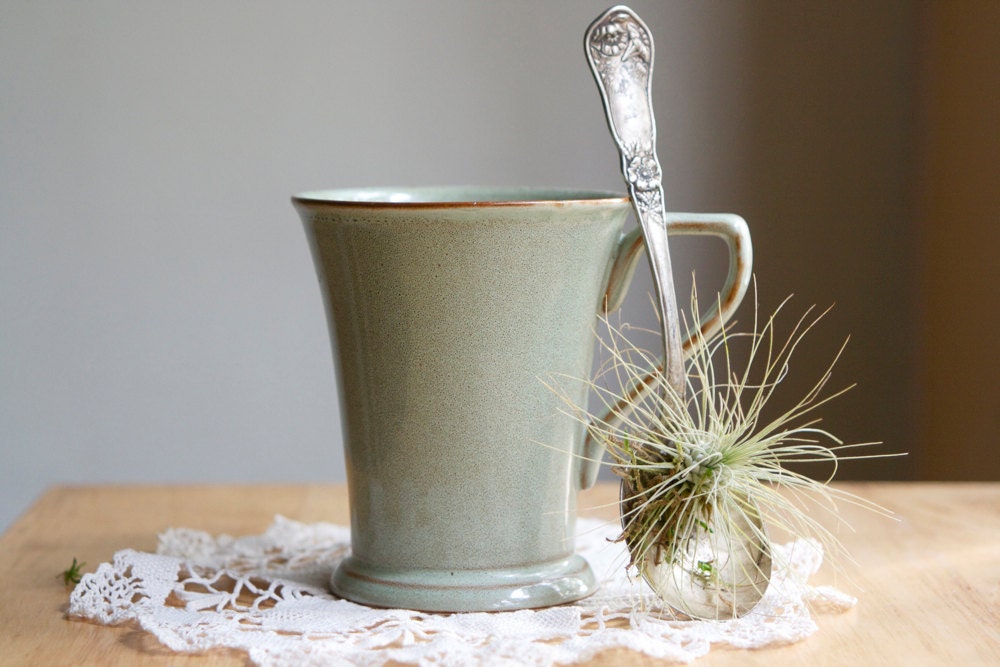 Air Plant, Tillandsia, In Old Spoon