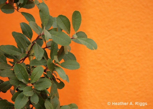 Orange Wall, Green Plant, Bright, Bold