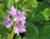Water Hyacinth-Matted and Ready to Frame-Original Photography of Flower in Pond