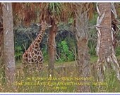 Walk with Nature Photo Greeting/Note Card