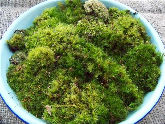 LARGE Box Green Variety Fresh Forest Live Moss North Carolina Nature Miniature Landscape Terrarium Sampler