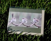 Wren Sequence Greeting Card