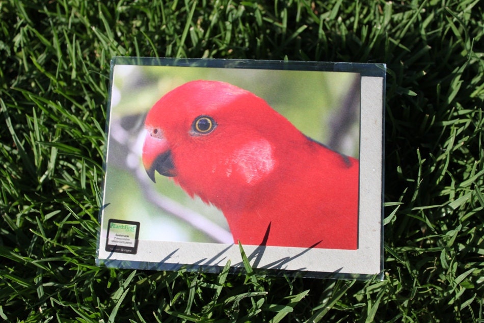 King Parrot Greeting Card