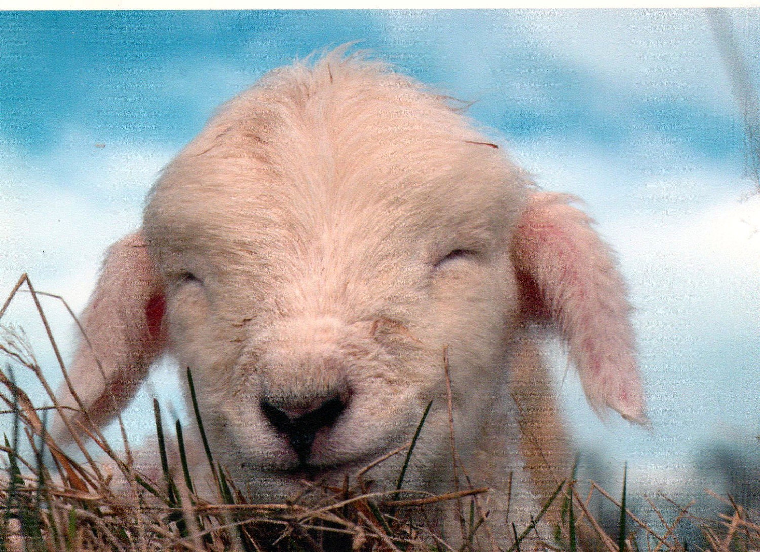Lamb, Sheep, Great nursery decor or baby shower gift...SMILE, New born lamb, color photograph taken in New Zealand