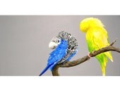A Blue and a Yellow Parakeet, 12" x 6", Original Painting