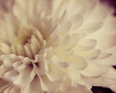 Summer White - Fine Art Flower Photograph Print - 5x7 - Earth Tones Mum Floral Chrysanthemum fall autumn