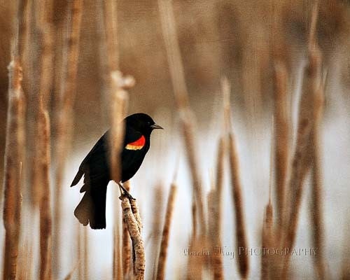 Blackbird - Fine Art Bird Nature Photograph Print - 5x7 - Earth Tones Natural fall autumn  animal masculine unissex nature