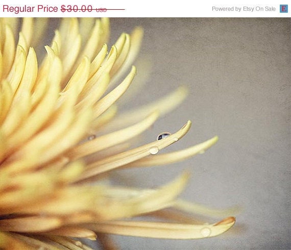 Mustard Yellow Flower Photograph - water drop nature macro floral nature home decor christmas holiday simple 4x6