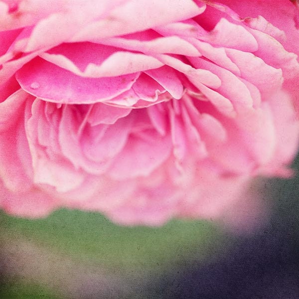 Pink Nature Flower Photograph - pastel rose bright sage green forest bubble gum white black Pink Petals 8x8