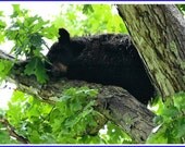 Brown Bear Cub Photo Greeting/Note Card