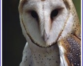 Barn Owl Photo Greeting/Note Card