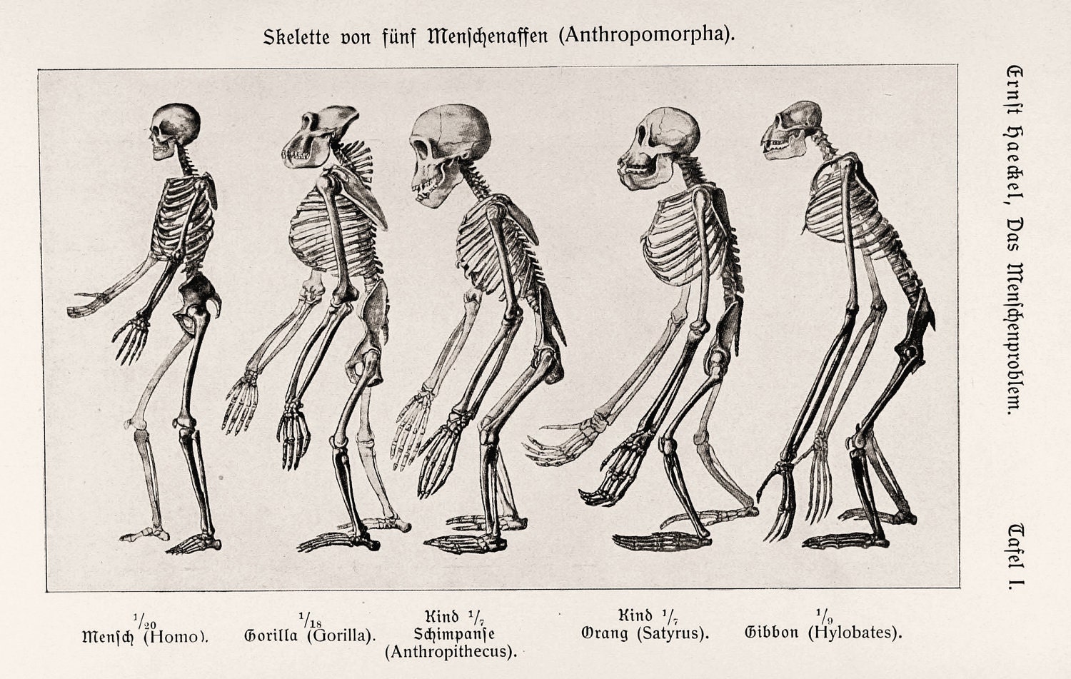 Anatomy print 1907 skeloton anthropology